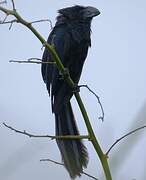 Smooth-billed Ani