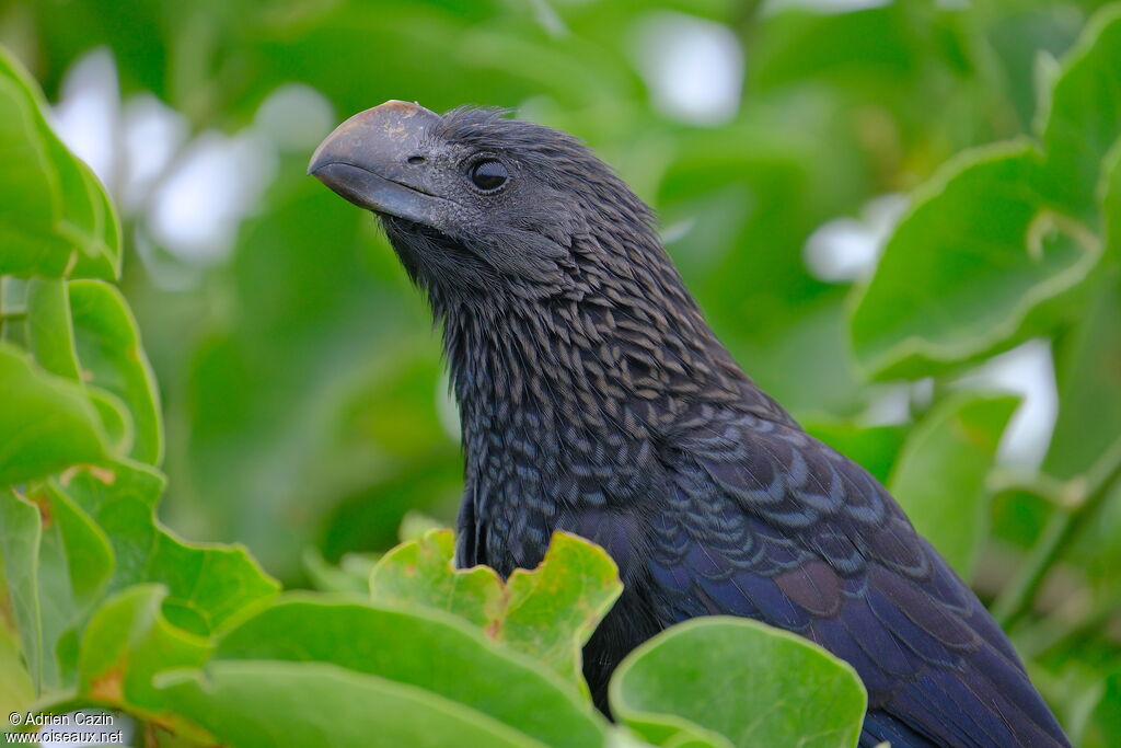 Smooth-billed Aniadult, close-up portrait