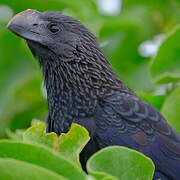 Smooth-billed Ani