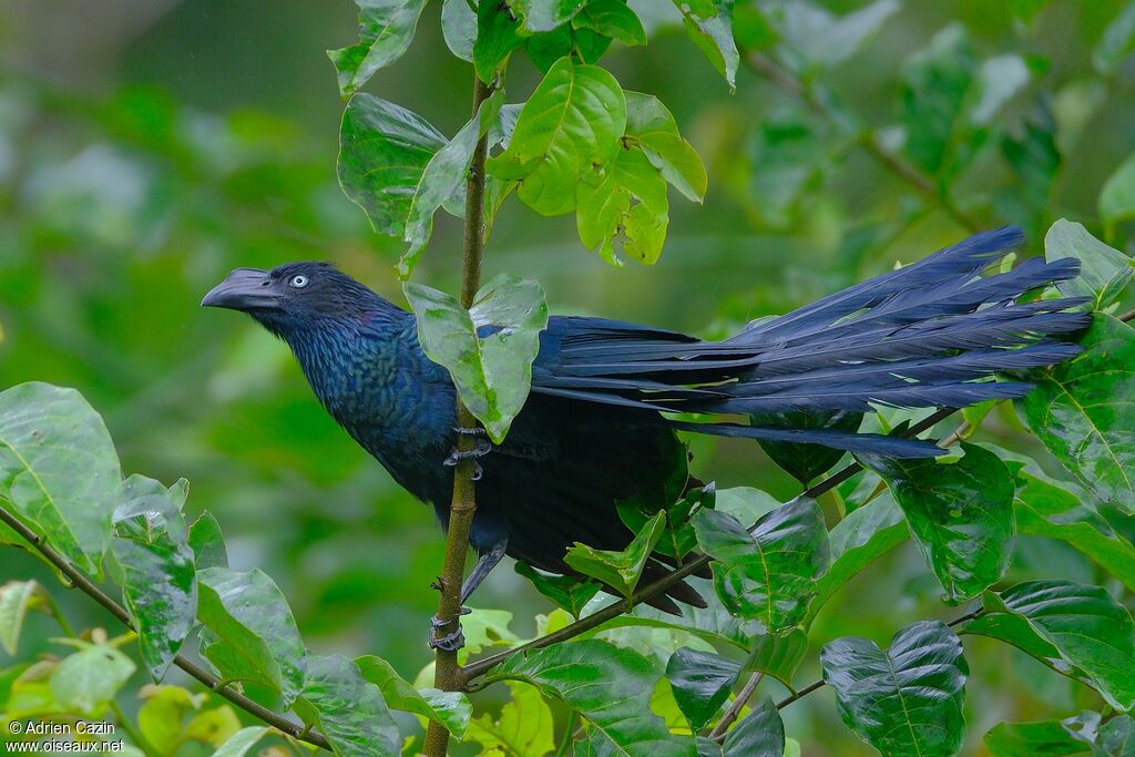 Greater Aniadult, identification
