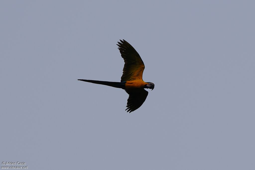 Blue-and-yellow Macawadult, Flight