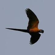 Blue-and-yellow Macaw