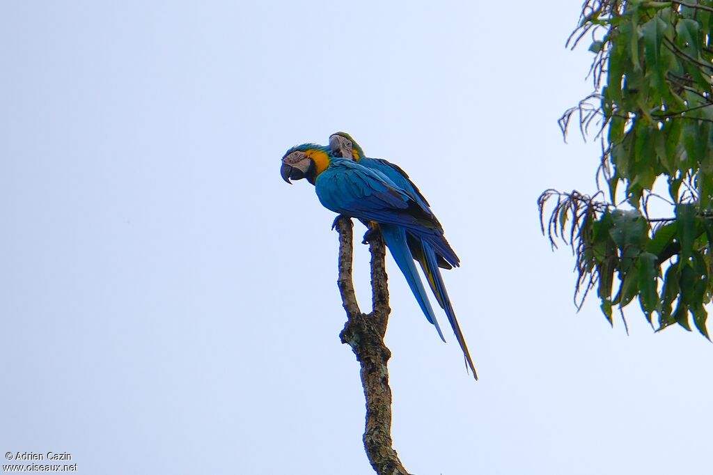 Blue-and-yellow Macawadult