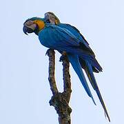 Blue-and-yellow Macaw