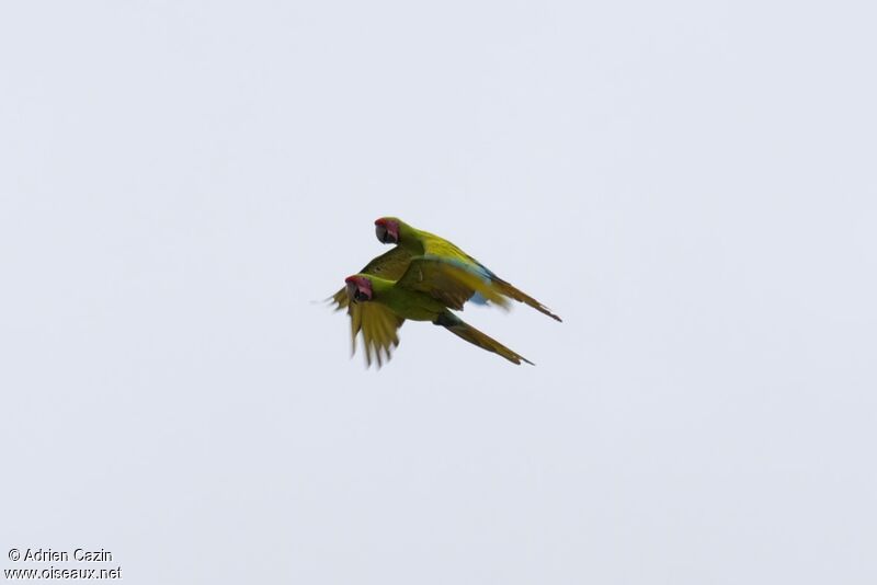 Great Green Macawadult, Flight