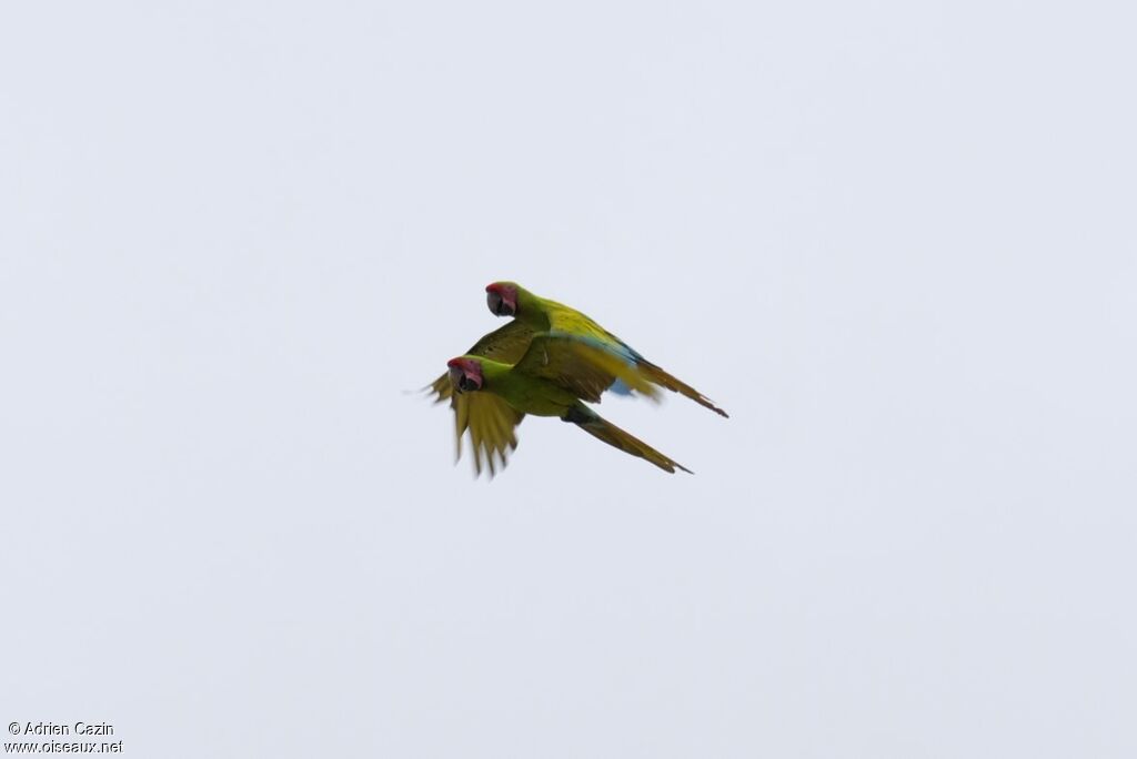 Great Green Macawadult, Flight