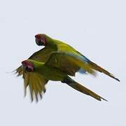 Great Green Macaw