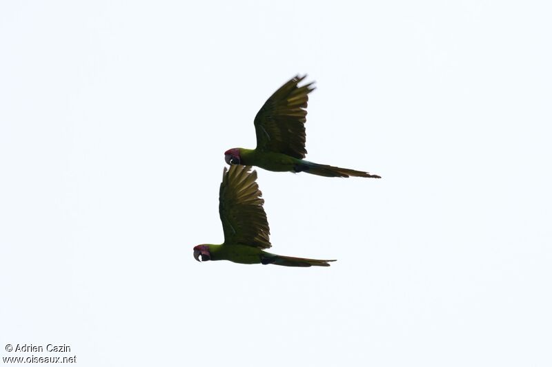 Great Green Macawadult, Flight