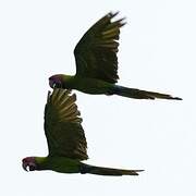 Great Green Macaw