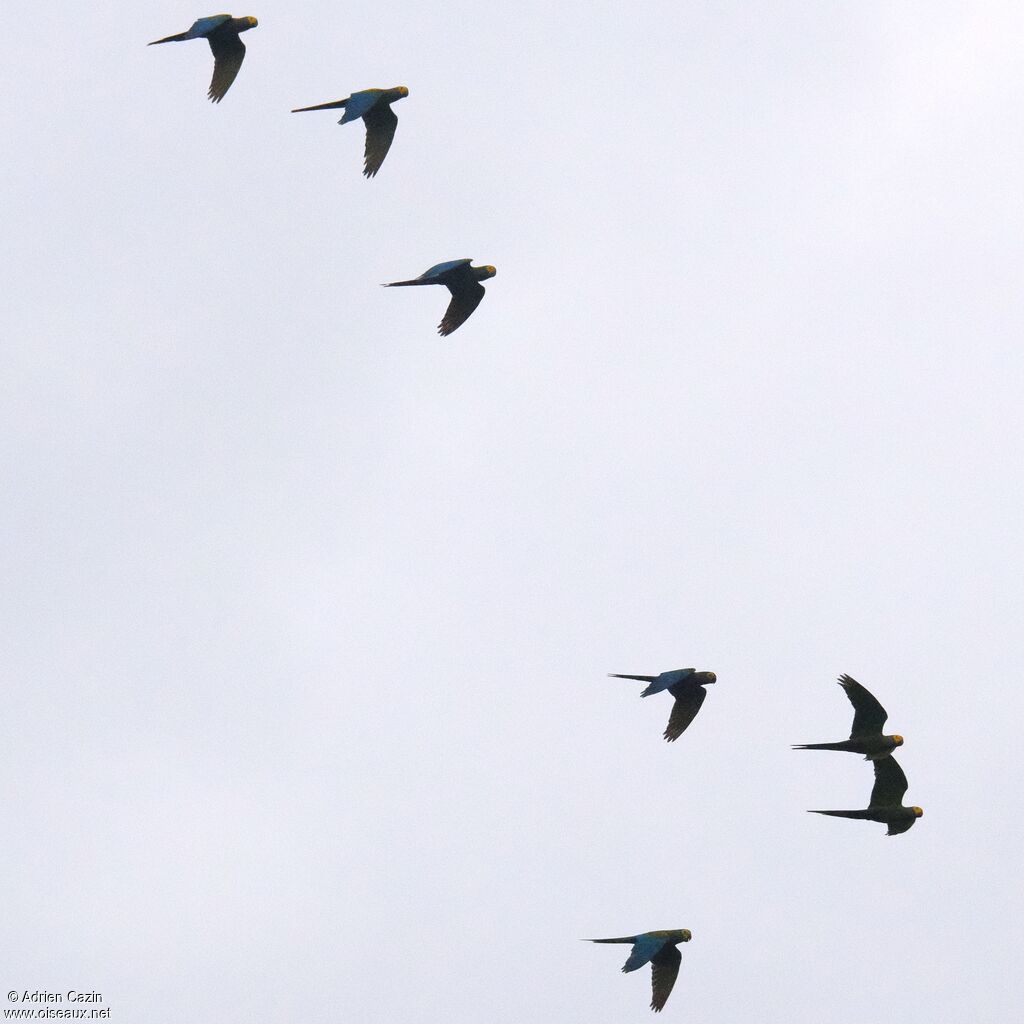 Red-bellied Macaw, Flight