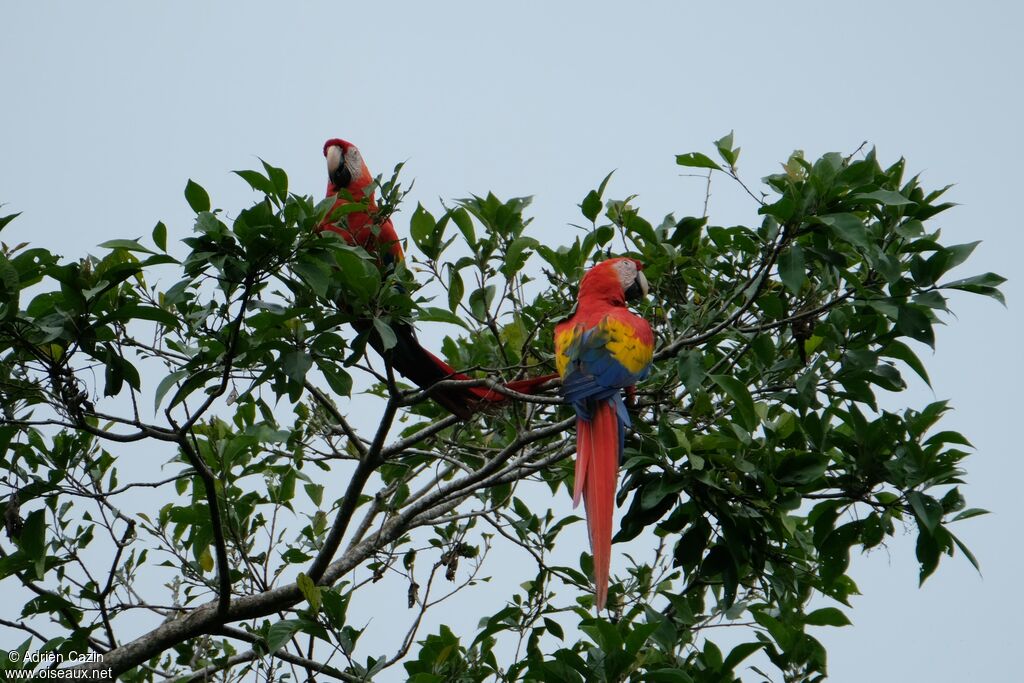 Scarlet Macaw