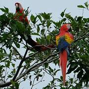 Scarlet Macaw