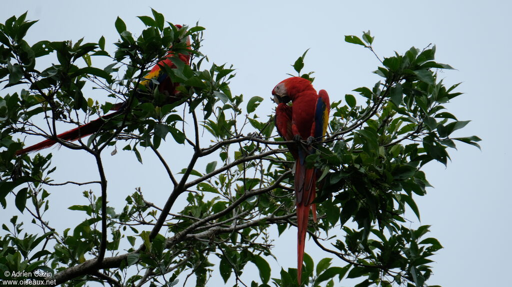 Scarlet Macaw