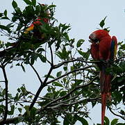 Scarlet Macaw