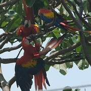 Scarlet Macaw