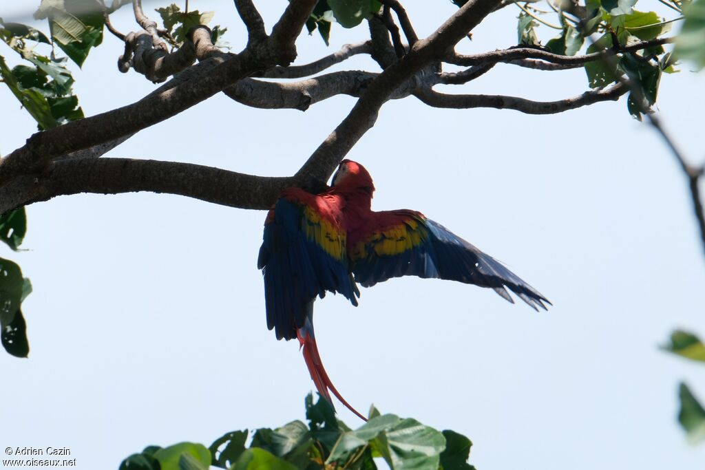 Scarlet Macawadult