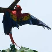 Scarlet Macaw