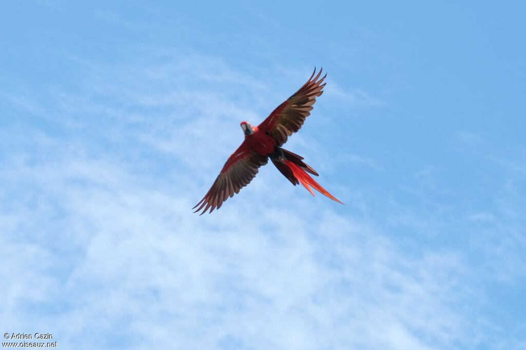 Scarlet Macaw