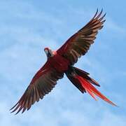 Scarlet Macaw