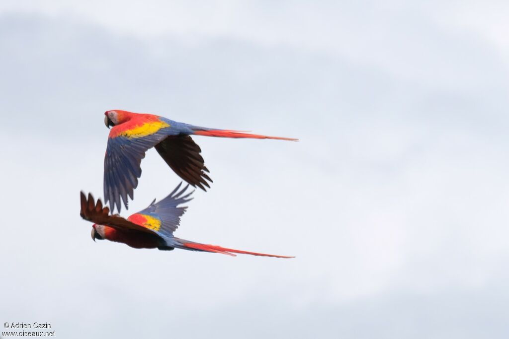 Scarlet Macaw