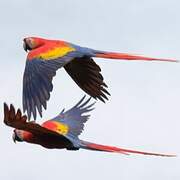 Scarlet Macaw