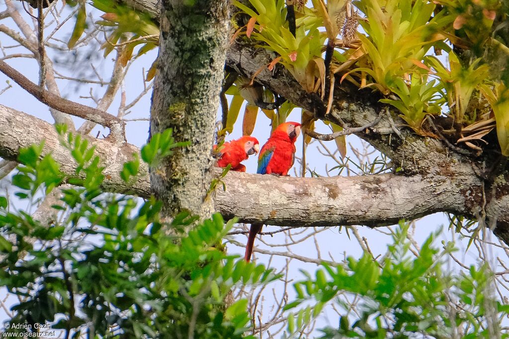 Scarlet Macaw