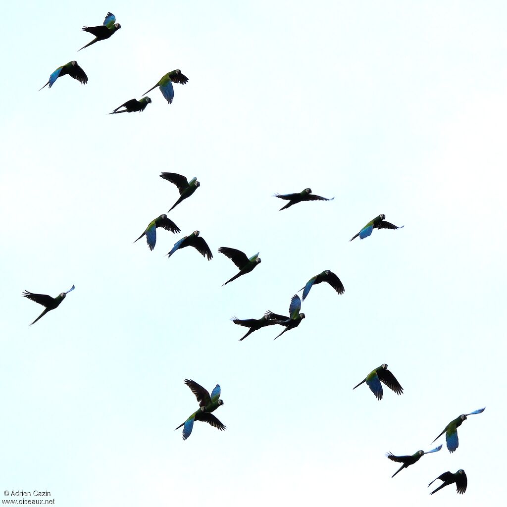 Chestnut-fronted Macaw, Flight