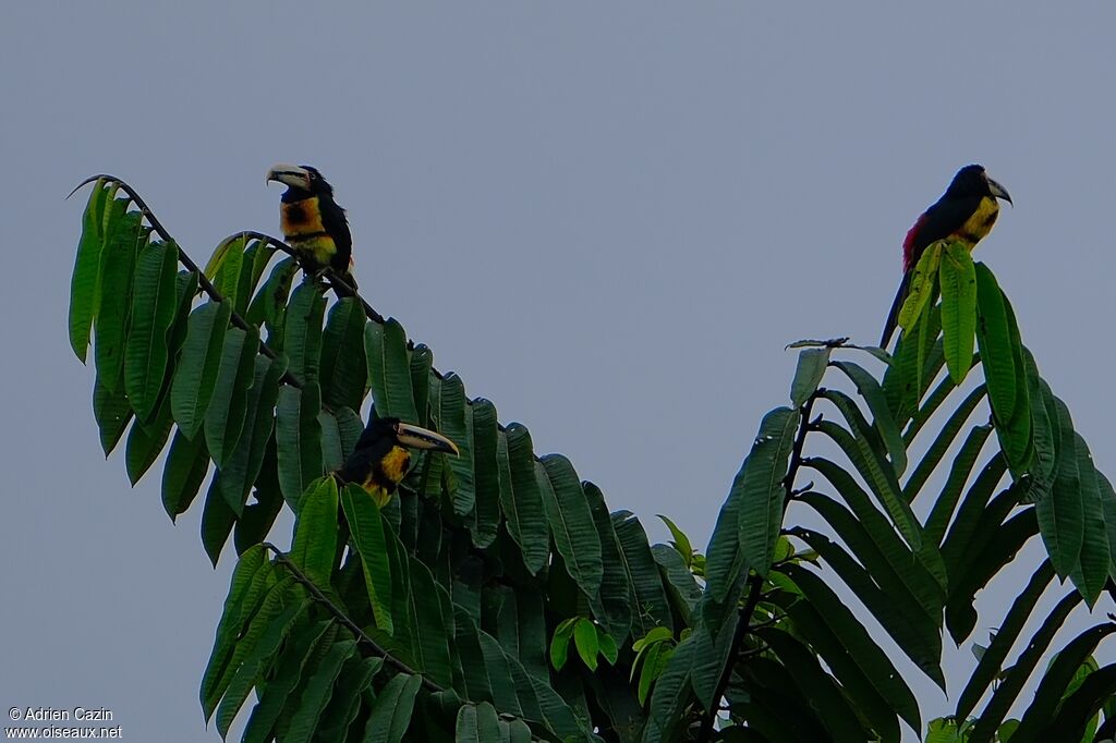 Collared Aracari