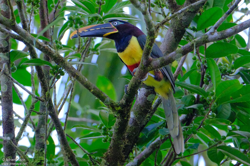 Chestnut-eared Aracariadult