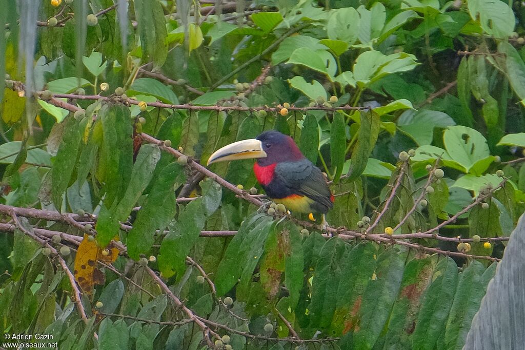 Araçari d'Azaraadulte, identification