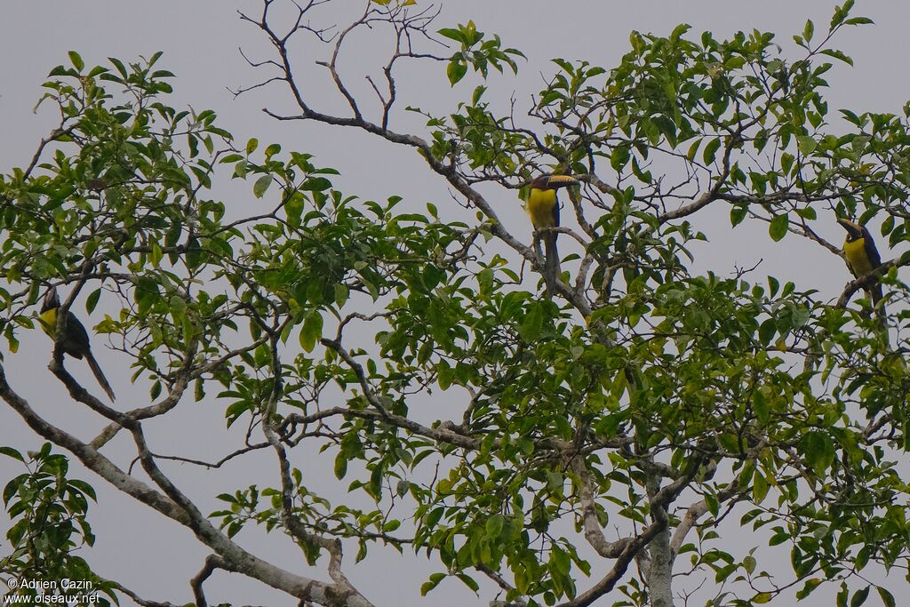 Lettered Aracari