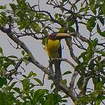 Araçari de Humboldt