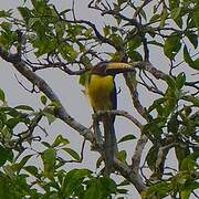 Araçari de Humboldt