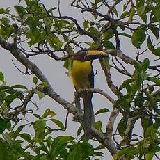 Araçari de Humboldt
