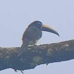 Araçari de Humboldt