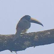 Araçari de Humboldt
