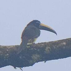 Araçari de Humboldt