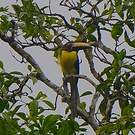 Araçari marqué