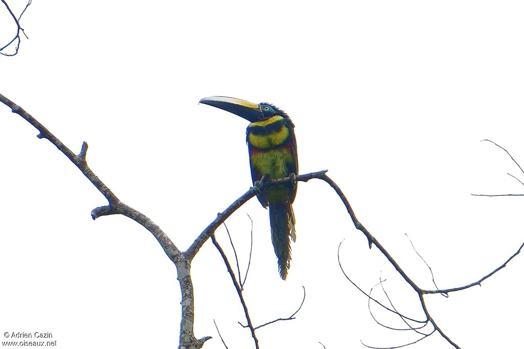 Many-banded Aracariadult