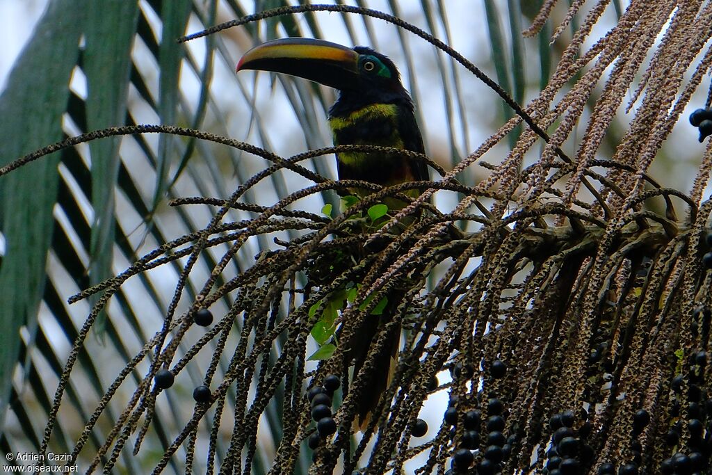 Araçari multibande