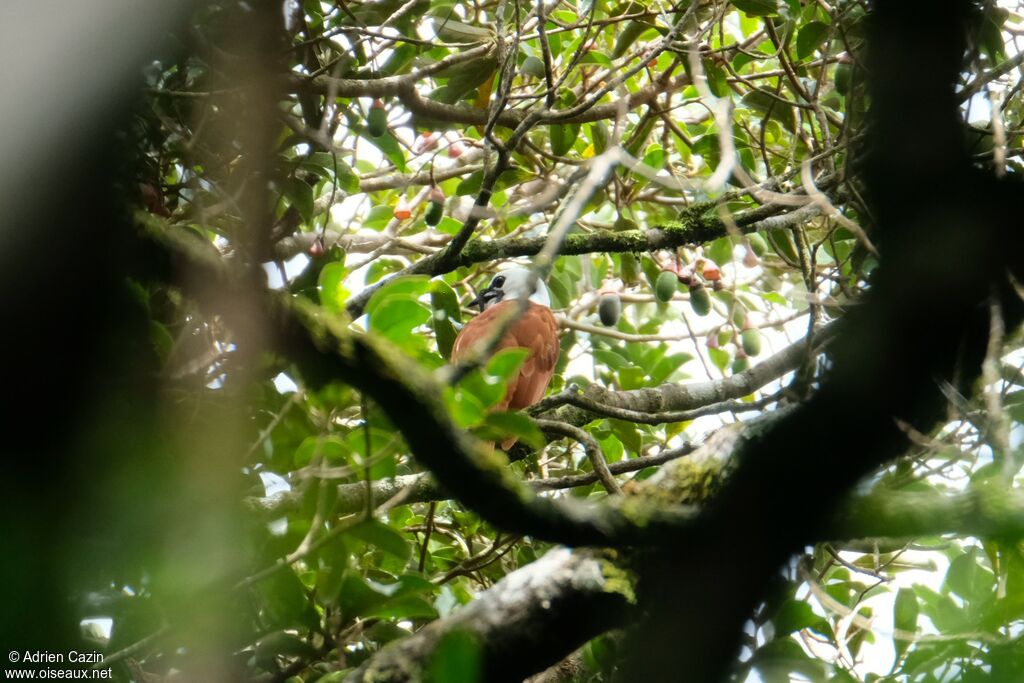 Three-wattled Bellbird male adult, identification