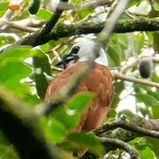 Three-wattled Bellbird