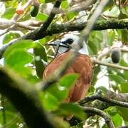 Three-wattled Bellbird