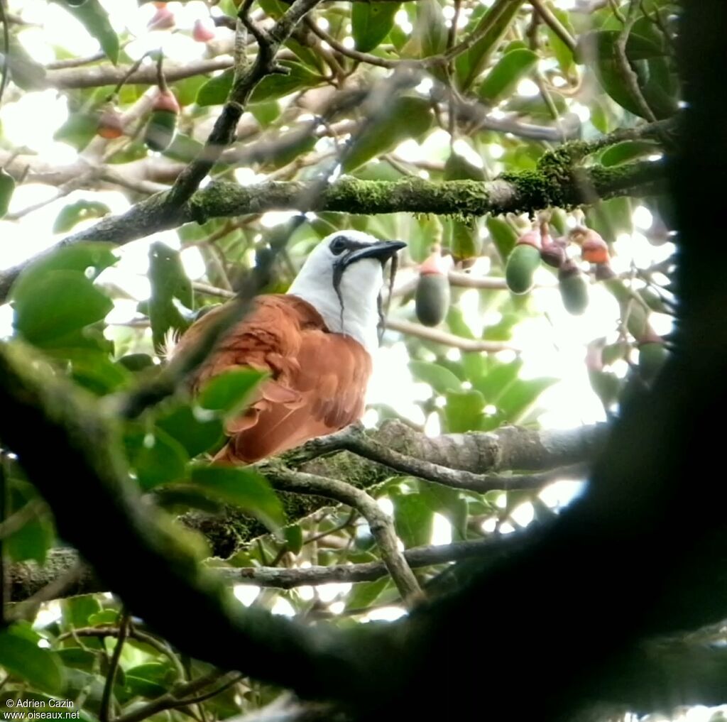 Three-wattled Bellbird male adult, identification