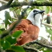 Three-wattled Bellbird