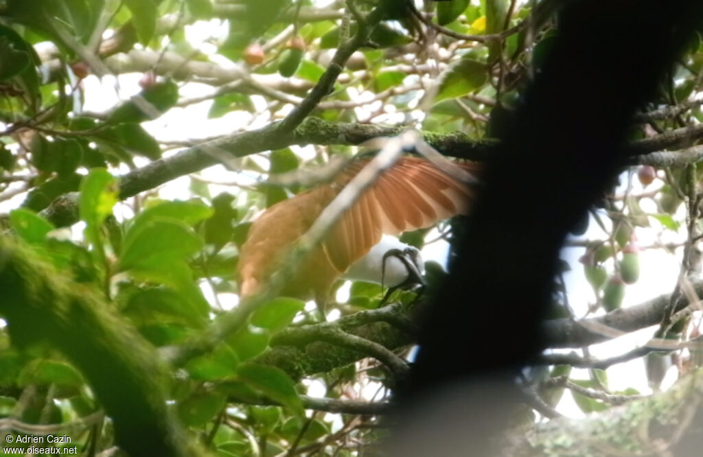 Three-wattled Bellbird male adult