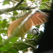 Three-wattled Bellbird