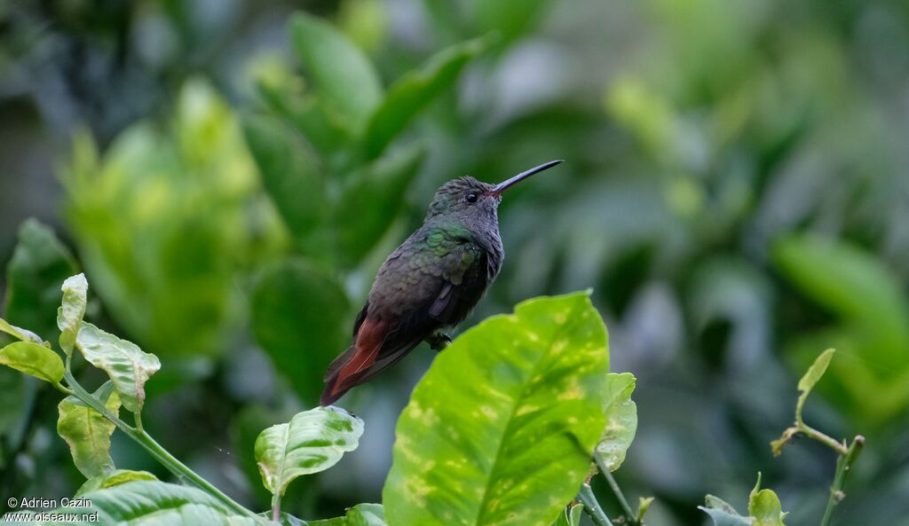 Rufous-tailed Hummingbird male adult, identification