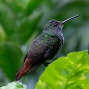 Rufous-tailed Hummingbird