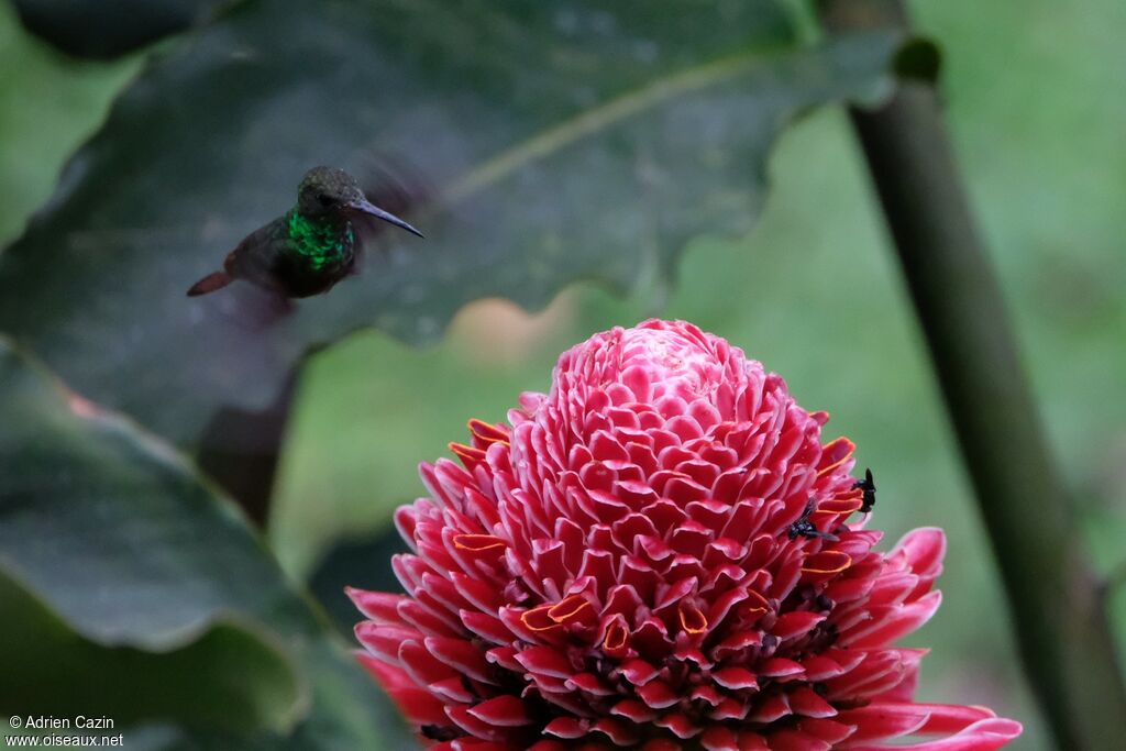 Rufous-tailed Hummingbird